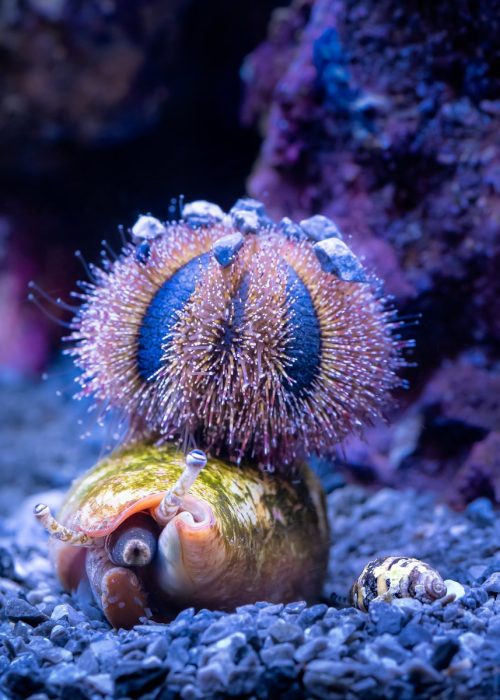 a close up of a snail on a rock